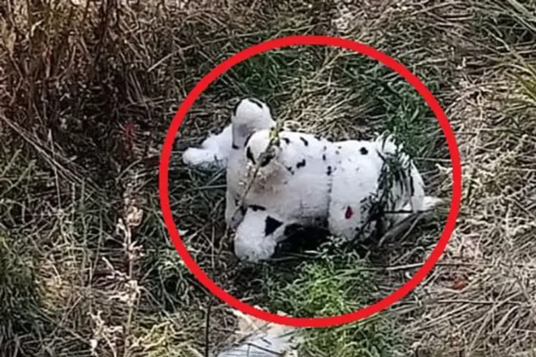 Exclusive: Privileged Access Reveals Bizarre Incident of Mined Plush Toy Delivered to Ukrainian Village