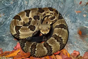 Fatal Snake Bite in Savage Gulf State Park Prompts Emergency Response