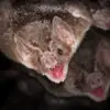 New Jersey Officials Warn of Rabid Animal Surge, Urge Vaccination Checks Amid Public Health Concerns