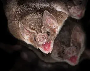 New Jersey Officials Warn of Rabid Animal Surge, Urge Vaccination Checks Amid Public Health Concerns