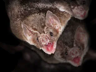 New Jersey Officials Warn of Rabid Animal Surge, Urge Vaccination Checks Amid Public Health Concerns