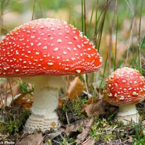 Rise in Dangerous Reactions Linked to Microdosing Mushrooms Amid Celebrity Popularity and Policy Shifts