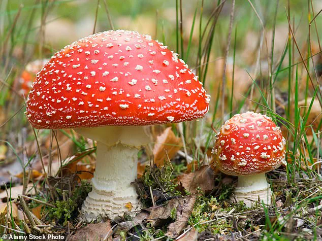 Rise in Dangerous Reactions Linked to Microdosing Mushrooms Amid Celebrity Popularity and Policy Shifts