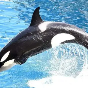 Secret Footage Exposes Controversial Orca Stimulation Practices at Marineland Antibes