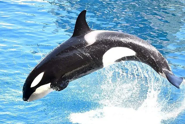 Secret Footage Exposes Controversial Orca Stimulation Practices at Marineland Antibes