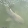 Unexpected Harmony: Alligator and Shark Share Calm Swim Near Hilton Head Island, Says Photographer Gina Athans