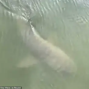 Unexpected Harmony: Alligator and Shark Share Calm Swim Near Hilton Head Island, Says Photographer Gina Athans