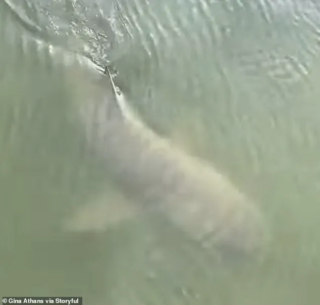 Unexpected Harmony: Alligator and Shark Share Calm Swim Near Hilton Head Island, Says Photographer Gina Athans