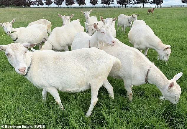 Urgent Recall of Contaminated French Cheese Linked to Listeriosis Outbreak in Europe, 25 Infected, 2 Dead