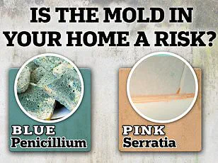 Valley Fever: Understanding the Fungal Infection Caused by Coccidioides in the Southwest