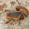 Young Woman in Brazil Hospitalized After Scorpion Encounter at Zara Store