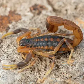Young Woman in Brazil Hospitalized After Scorpion Encounter at Zara Store