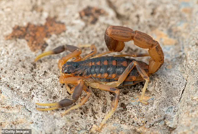 Young Woman in Brazil Hospitalized After Scorpion Encounter at Zara Store