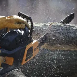 Legal Pitfalls of Trimming Neighbor's Trees: Expert Warns Against DIY Solutions