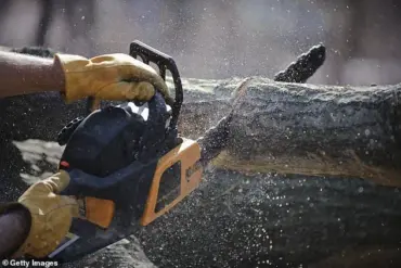 Legal Pitfalls of Trimming Neighbor's Trees: Expert Warns Against DIY Solutions