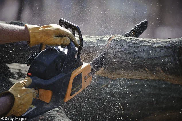 Legal Pitfalls of Trimming Neighbor's Trees: Expert Warns Against DIY Solutions