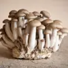 Leslie Kenny's Inquiry into the 'Unspoken Aroma' of Aging: 'It’s a Universally Recognized...'