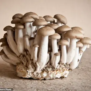 Leslie Kenny's Inquiry into the 'Unspoken Aroma' of Aging: 'It’s a Universally Recognized...'