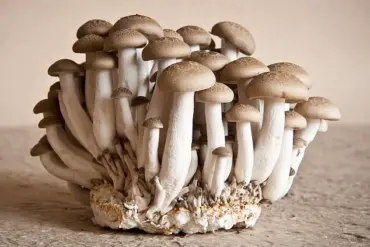 Leslie Kenny's Inquiry into the 'Unspoken Aroma' of Aging: 'It’s a Universally Recognized...'